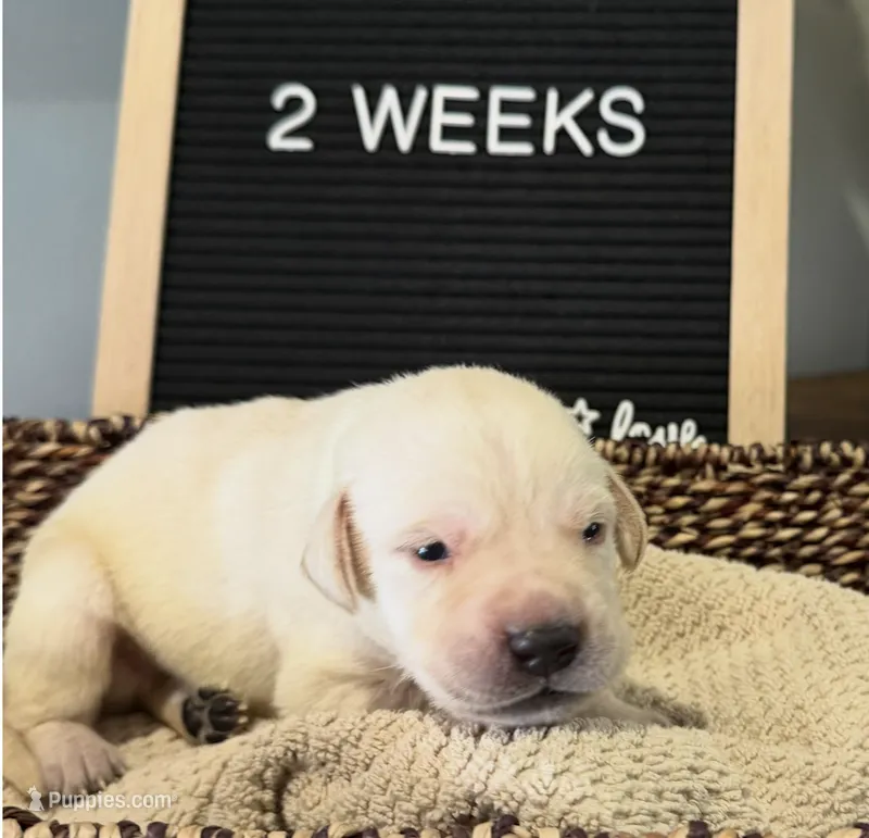 Light Blue "Justice" – Labrador Retriever puppy for sale in Loxahatchee Groves, FL