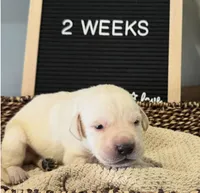Light Blue "Justice", a male Labrador Retriever for sale in Loxahatchee Groves, FL – 1 of 1
