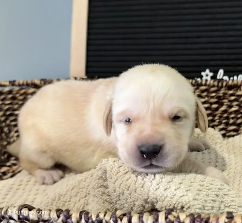 Orange "Blaze" – Labrador Retriever puppy for sale in Loxahatchee Groves, FL