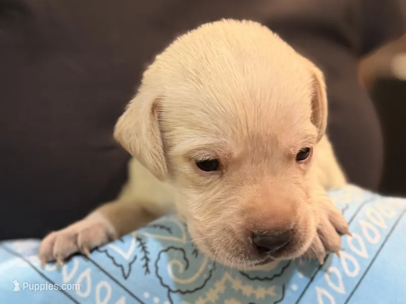 Light Blue "Justice" – Labrador Retriever puppy for sale in Loxahatchee Groves, FL