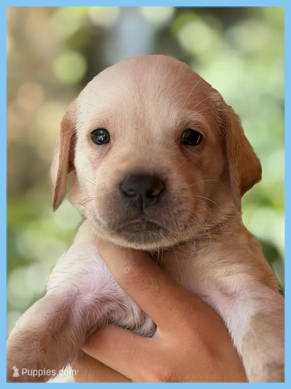 Light Blue "Justice" – Labrador Retriever puppy for sale in Loxahatchee Groves, FL