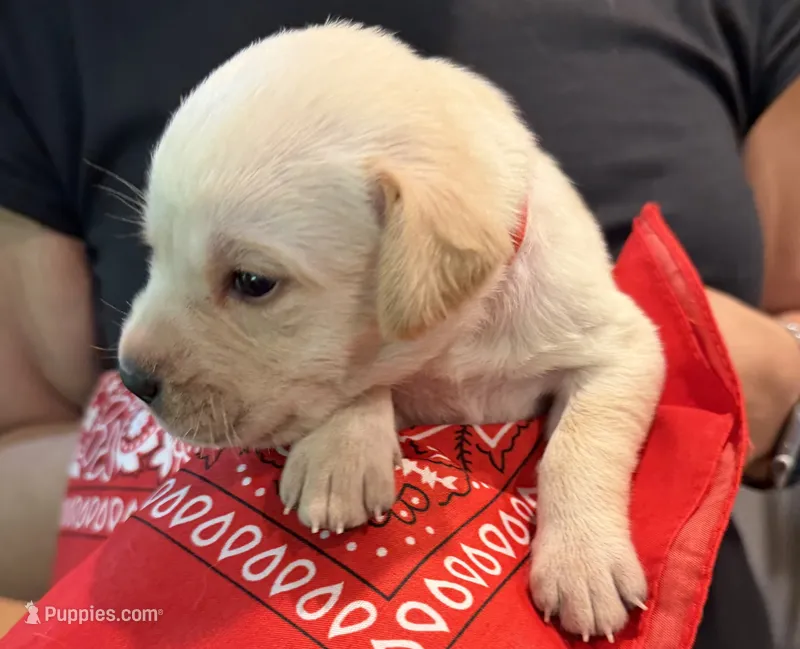 Red "Ruby" – Labrador Retriever puppy for sale in Loxahatchee Groves, FL