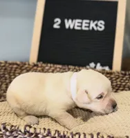White "Ivory", a female Labrador Retriever for sale in Loxahatchee Groves, FL – 1 of 1