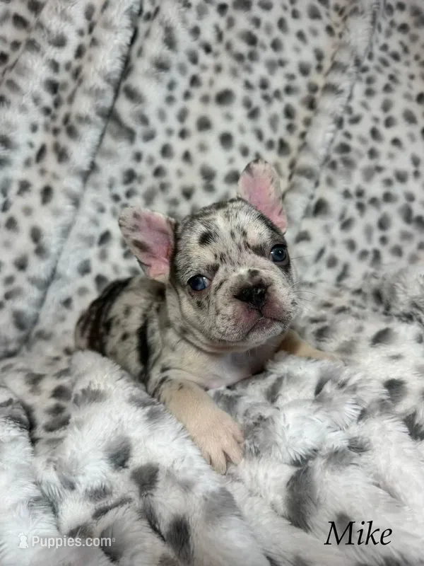 Mike – French Bulldog puppy for sale in Roseville, CA