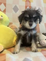 Prince, a male Miniature Schnauzer for sale in Sarasota, FL – 1 of 2