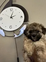 Mommy’s boy , a male Maltipoo for sale in Sarasota, FL – 2 of 2