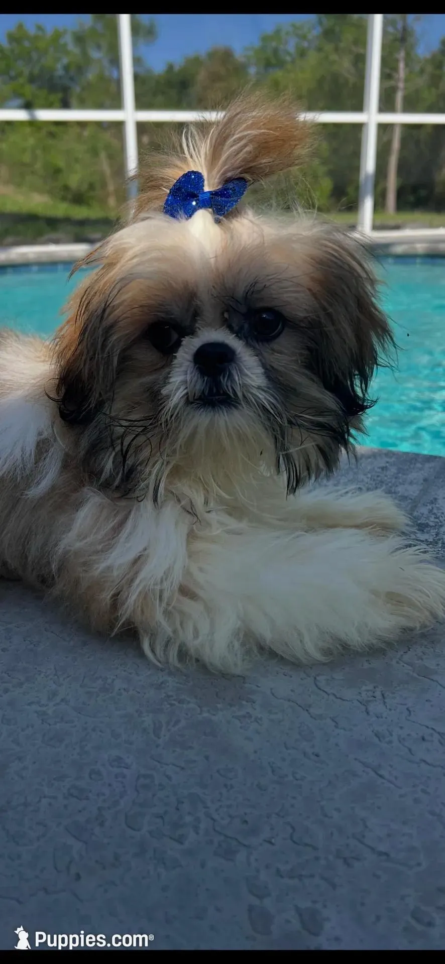 Poo bear  – Miniature Schnauzer puppy for sale in Sarasota, FL