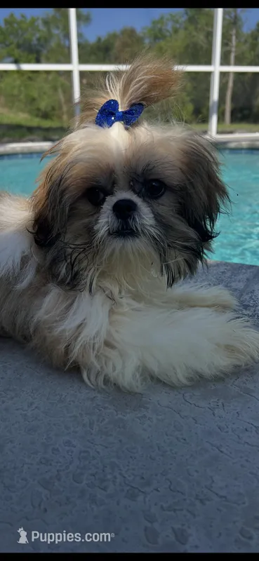 Poo bear  – Miniature Schnauzer puppy for sale in Sarasota, FL