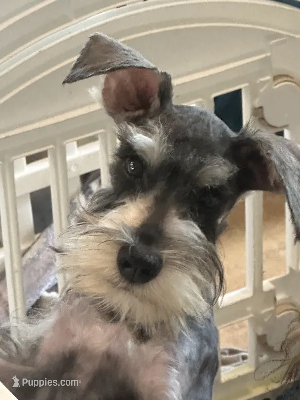 Oliver  – Miniature Schnauzer puppy for sale in Sarasota, FL