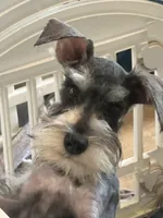 Oliver , a male Miniature Schnauzer for sale in Sarasota, FL – 1 of 1