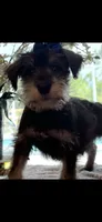 Scooby , a male Miniature Schnauzer for sale in Sarasota, FL – 3 of 3