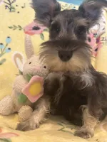 Mommy‘s boy , a male Miniature Schnauzer for sale in Sarasota, FL – 2 of 3