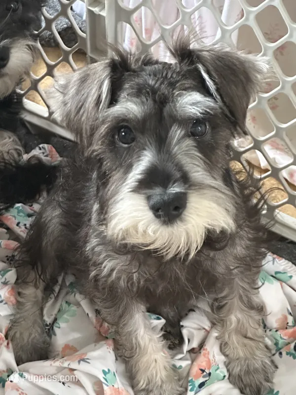 Oliver  – Miniature Schnauzer puppy for sale in Sarasota, FL