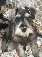 Oliver , a male Miniature Schnauzer for sale in Sarasota, FL – 1 of 2