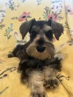 Thumper, a male Miniature Schnauzer for sale in Sarasota, FL – 1 of 1
