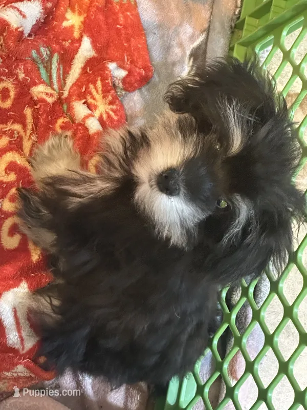 SpongeBob – Miniature Schnauzer puppy for sale in Sarasota, FL