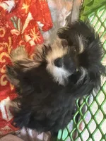 SpongeBob, a male Miniature Schnauzer for sale in Sarasota, FL – 1 of 1