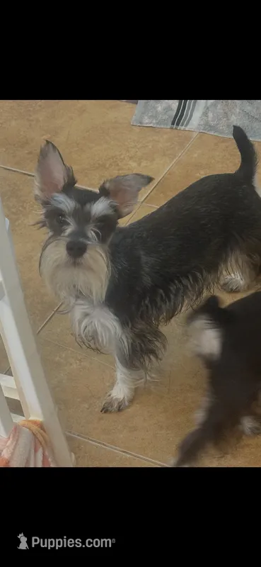 Sassy – Miniature Schnauzer puppy for sale in Sarasota, FL