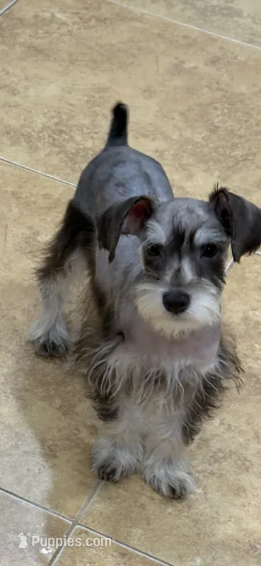 Chip  – Miniature Schnauzer puppy for sale in Sarasota, FL