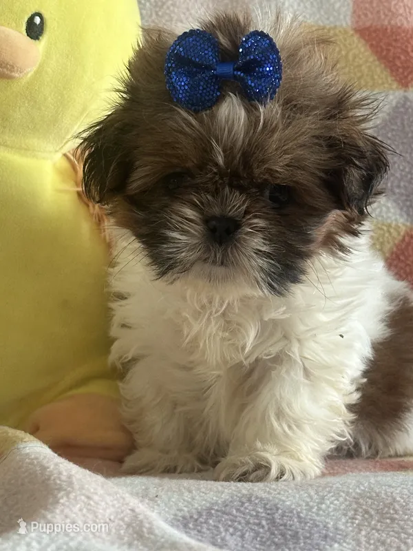 Teddy bear  – Shih Tzu puppy for sale in Sarasota, FL