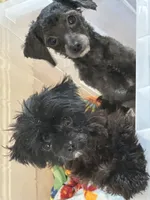 Mommy’s girl and sassy , a female Maltipoo for sale in Sarasota, FL – 2 of 2