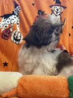 Jasper, a male Shih Tzu for sale in Sarasota, FL – 3 of 5
