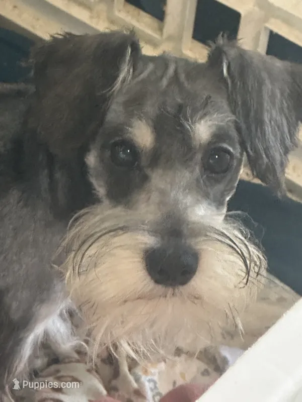 Thumper – Miniature Schnauzer puppy for sale in Sarasota, FL