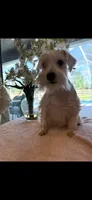 Mommy’s girl , a female Miniature Schnauzer for sale in Sarasota, FL – 1 of 2