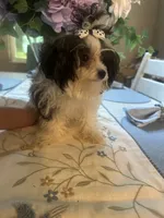 Princess, a female Maltipoo for sale in Sarasota, FL – 2 of 3