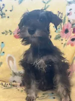 Snoopy , a male Miniature Schnauzer for sale in Sarasota, FL – 1 of 1