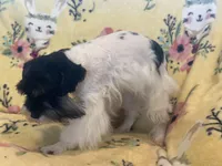 Toy boy Oreo , a male Miniature Schnauzer for sale in Sarasota, FL – Photo 3 of 5