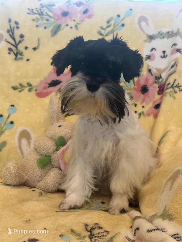 Toy boy Oreo  – Miniature Schnauzer puppy for sale in Sarasota, FL