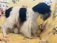 Toy boy Oreo , a male Miniature Schnauzer for sale in Sarasota, FL – Photo 4 of 5