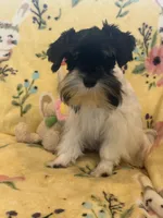 Toy boy Oreo , a male Miniature Schnauzer for sale in Sarasota, FL – Photo 2 of 5