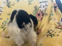 Toy boy Oreo , a male Miniature Schnauzer for sale in Sarasota, FL – Photo 5 of 5