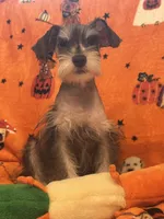 Mommy’s boy , a male Miniature Schnauzer for sale in Sarasota, FL – 2 of 5