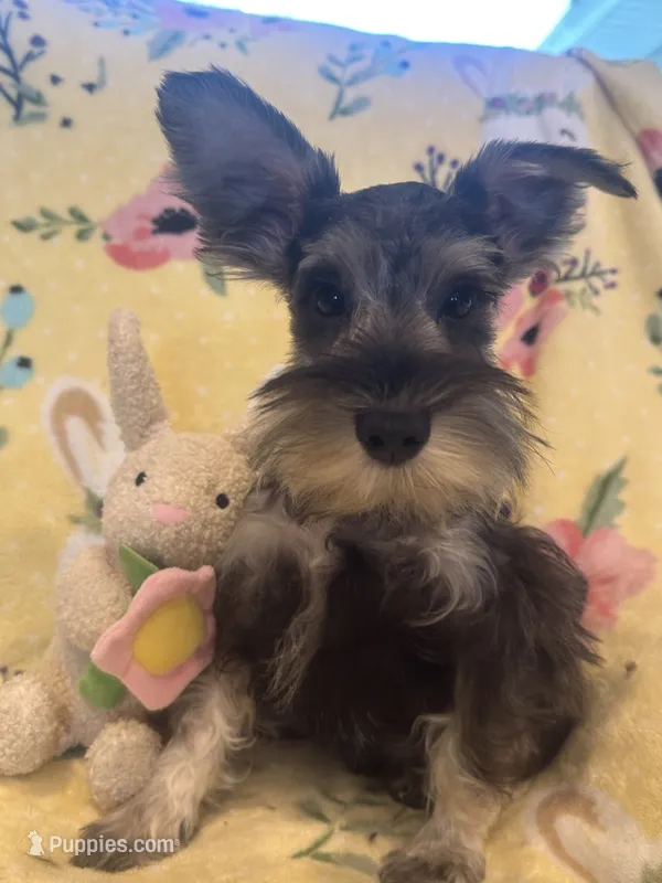 Tiger  – Miniature Schnauzer puppy for sale in Sarasota, FL