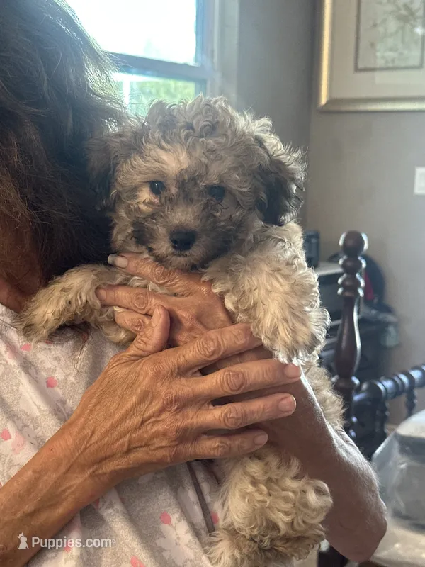 Teddy  – Maltipoo puppy for sale in Sarasota, FL