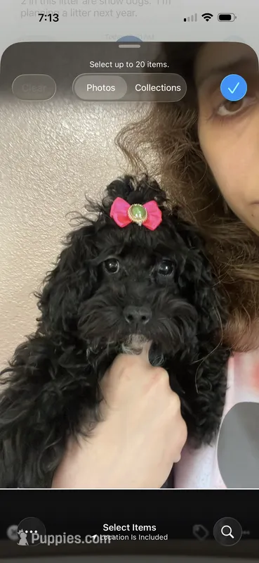 Princess – Maltipoo puppy for sale in Sarasota, FL