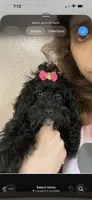 Princess, a female Maltipoo for sale in Sarasota, FL – 1 of 1