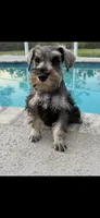 Milo, a male Miniature Schnauzer for sale in Sarasota, FL – Photo 2 of 3
