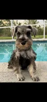 Milo, a male Miniature Schnauzer for sale in Sarasota, FL – Photo 1 of 3