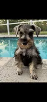 Milo, a male Miniature Schnauzer for sale in Sarasota, FL – Photo 3 of 3