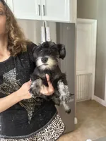 Casanova , a male Miniature Schnauzer for sale in Sarasota, FL – 2 of 4
