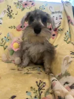 Thumper, a male Miniature Schnauzer for sale in Sarasota, FL – 2 of 2