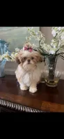 Prissy , a female Shih Tzu for sale in Sarasota, FL – Photo 2 of 3