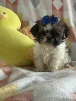 Squidward, a male Shih Tzu for sale in Sarasota, FL – 3 of 3