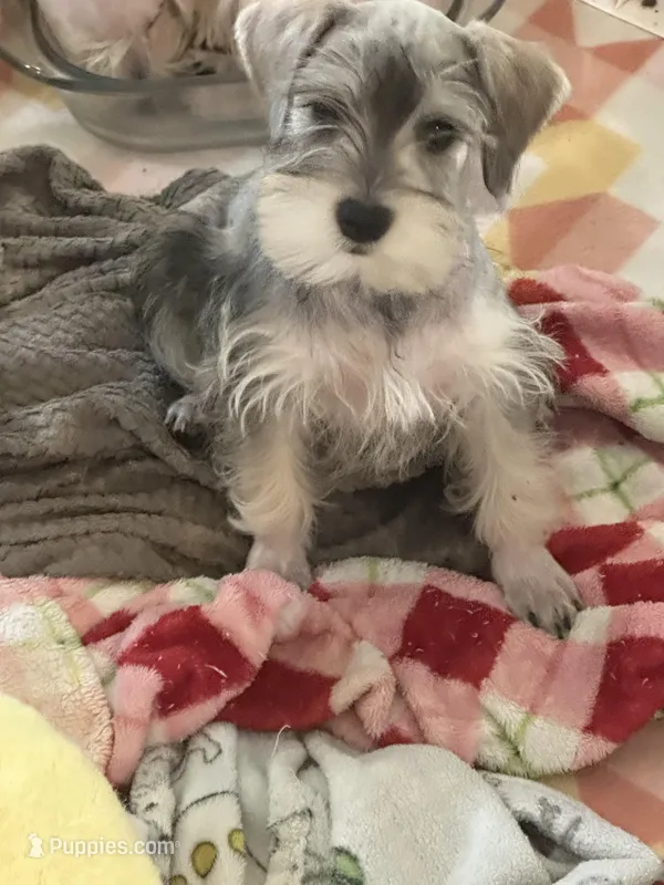 Sassy girl  – Miniature Schnauzer puppy for sale in Sarasota, FL
