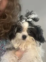 Princess, a female Maltipoo for sale in Sarasota, FL – 2 of 2