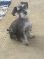 Kringle, a male Miniature Schnauzer for sale in Sarasota, FL – 2 of 3